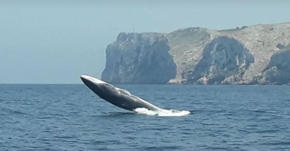 Observacion de ballenas y delfines